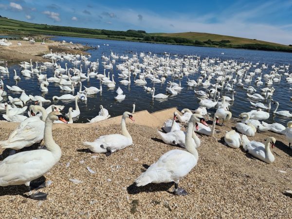 Abbotsbury Swannery