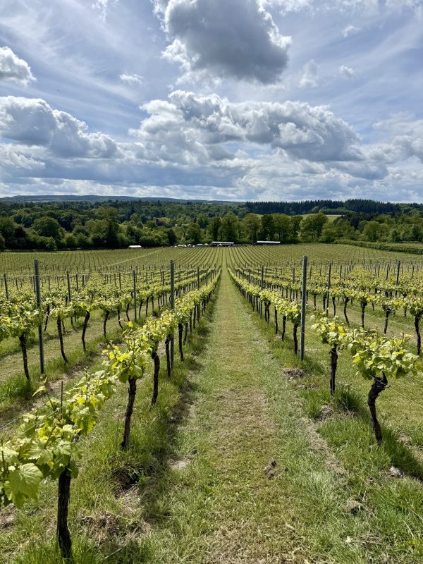 Albury Vineyard