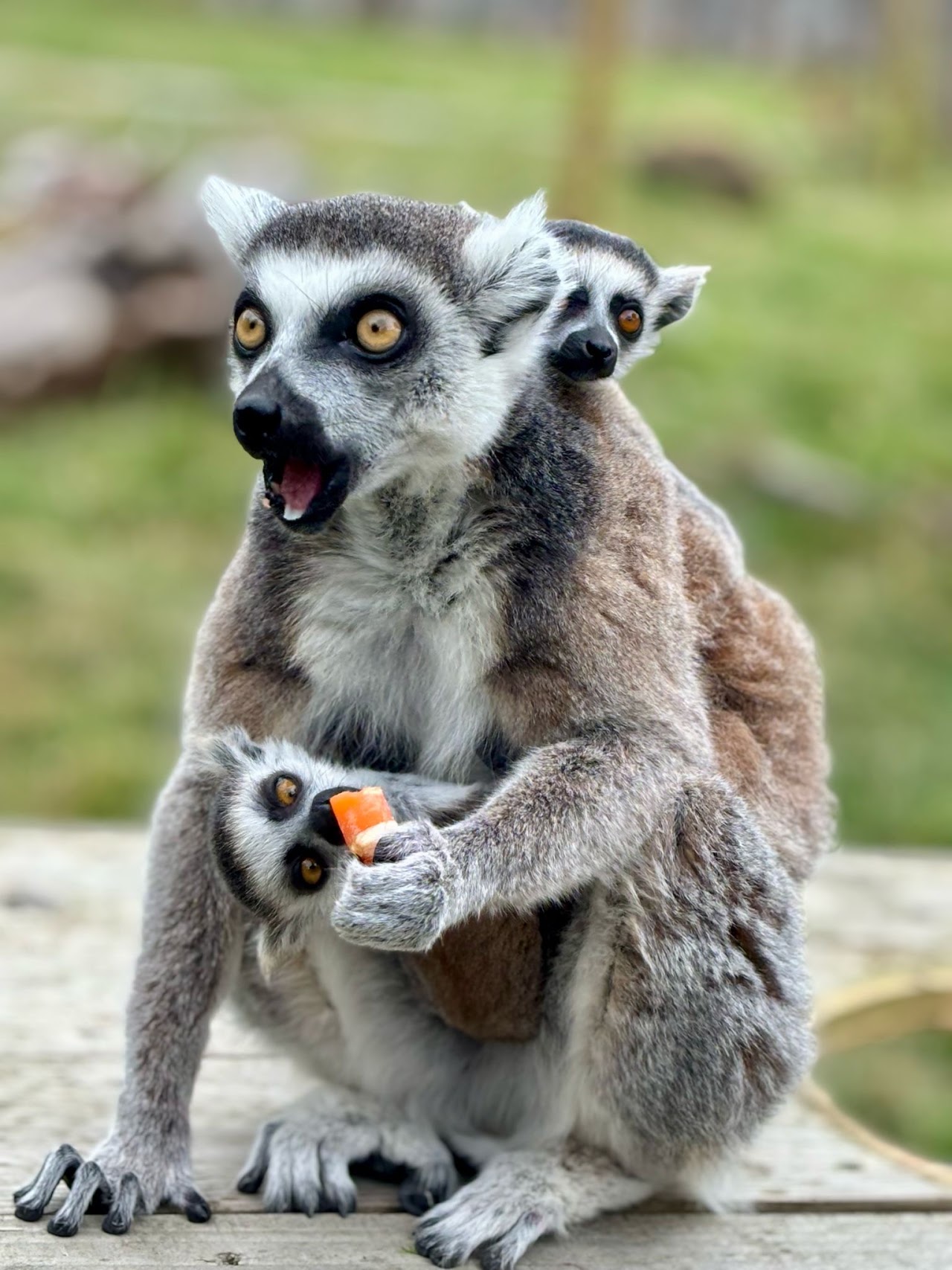 All Things Wild Nature Centre