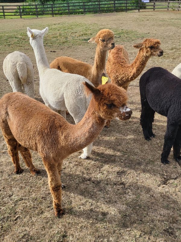 Alpaca Evolution