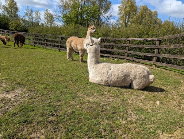 Alpaca Evolution