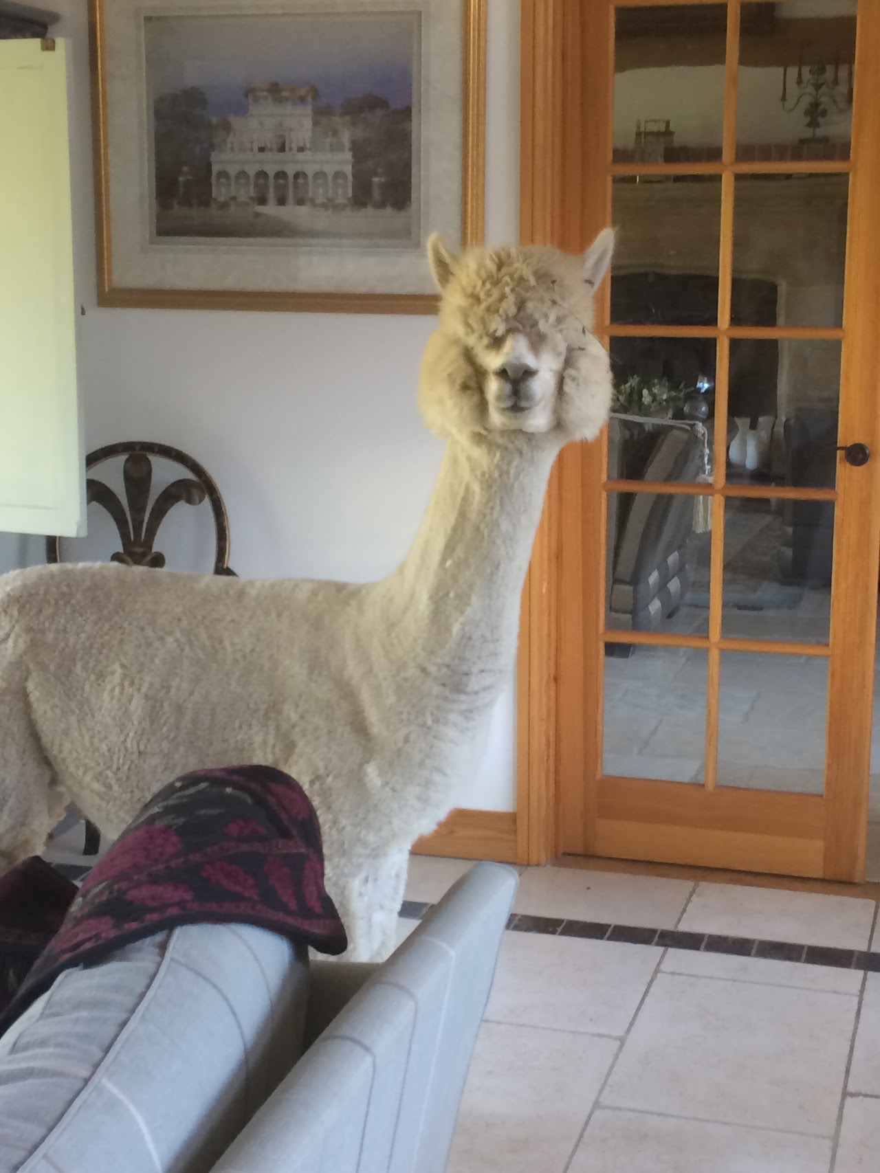 Alpaca Experience with Cream Tea