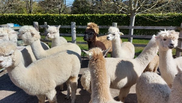 Alpaca Experience with Cream Tea