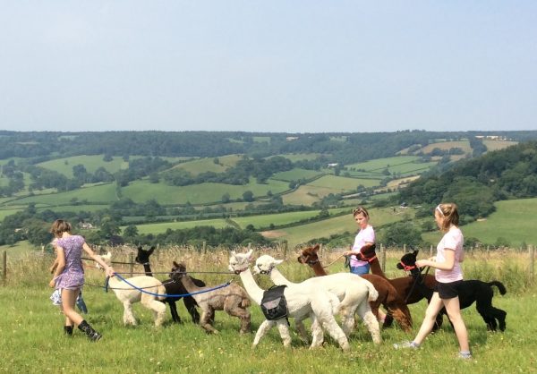 Alpaca Trekking with Bearhouse Alpacas