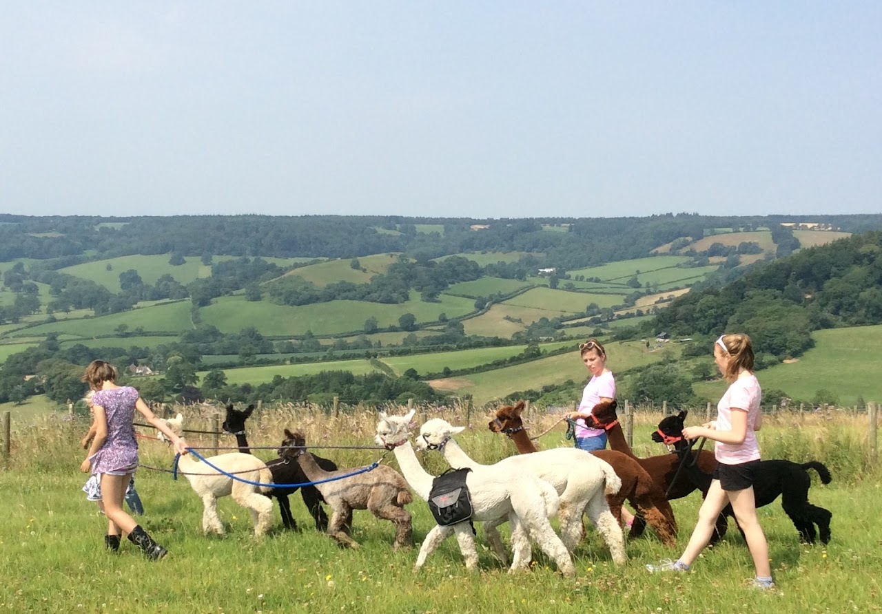 Alpaca Trekking with Bearhouse Alpacas
