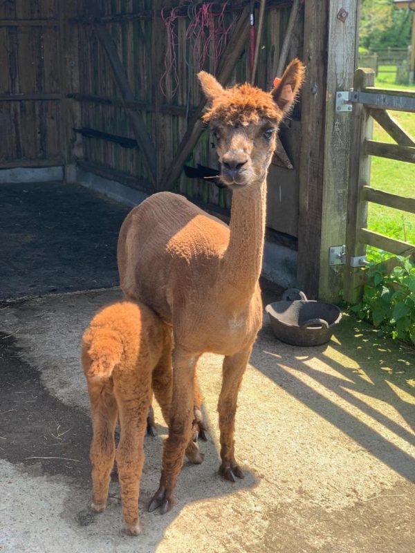 Alpaca Trekking with Bearhouse Alpacas