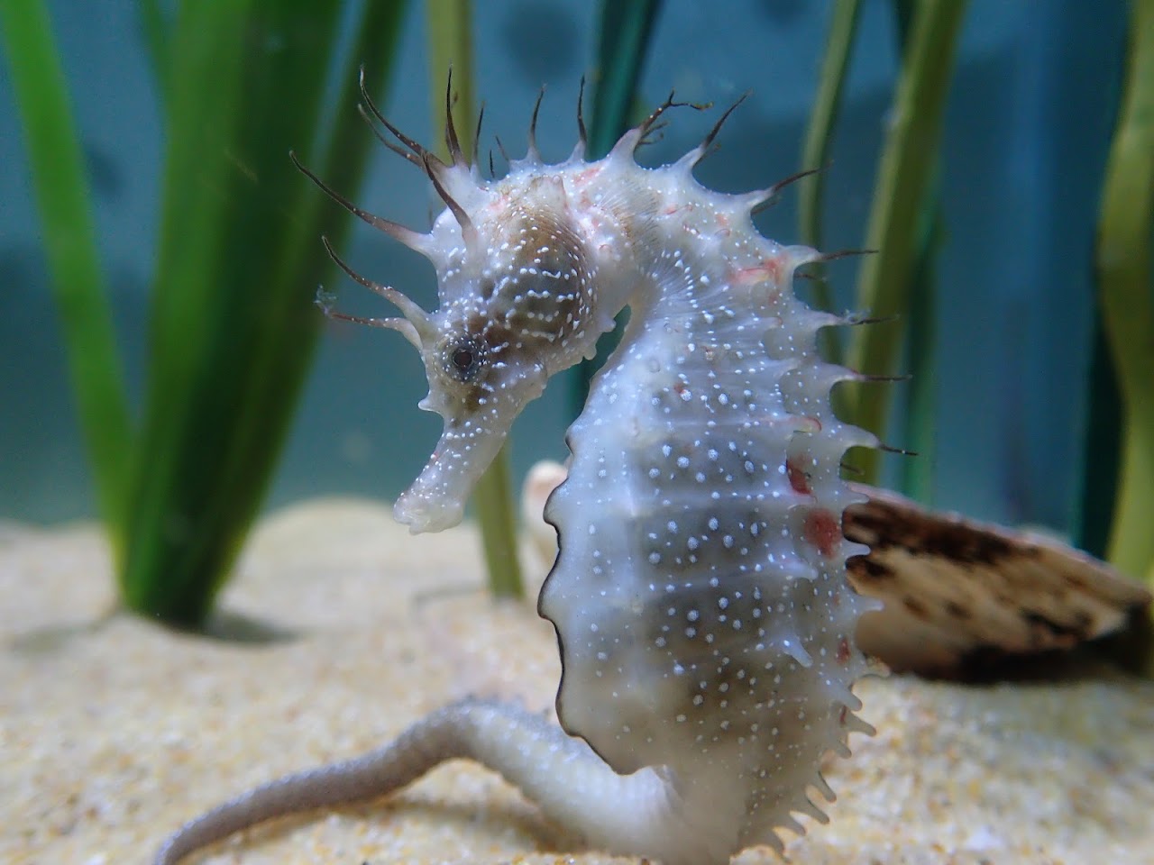 Anglesey Sea Zoo