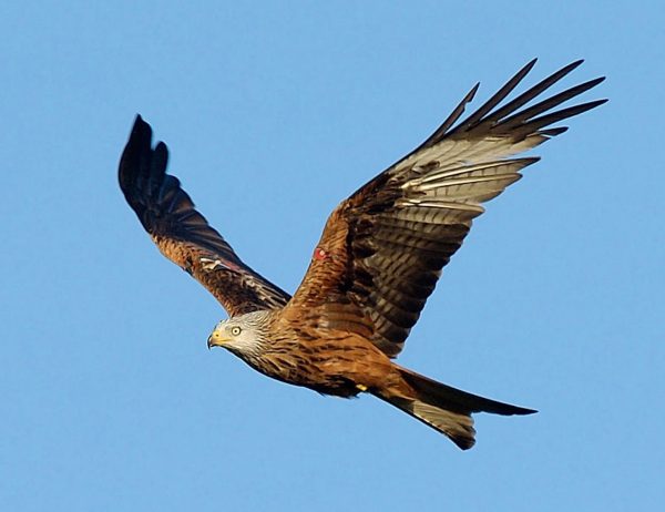 Argaty Red Kites