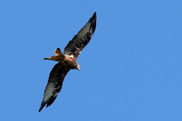 Argaty Red Kites