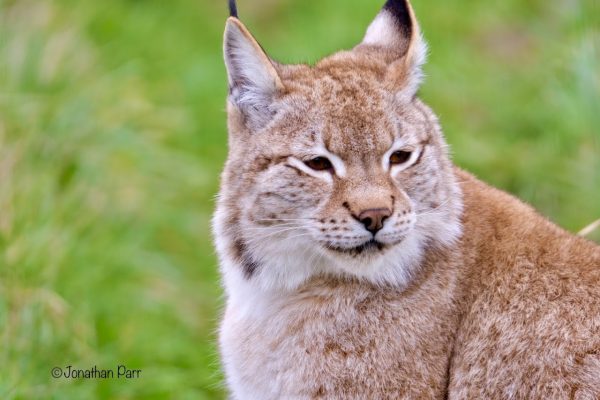 Ark Wildlife & Dinosaur Park