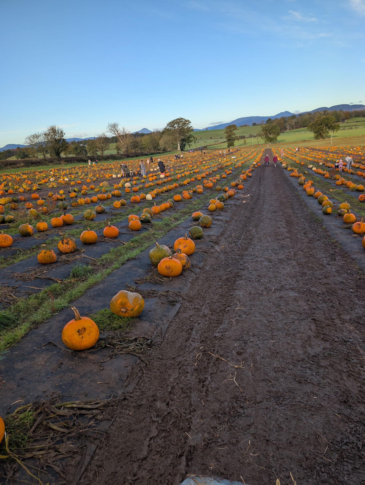 Arnprior Farm Pumpkin Patch