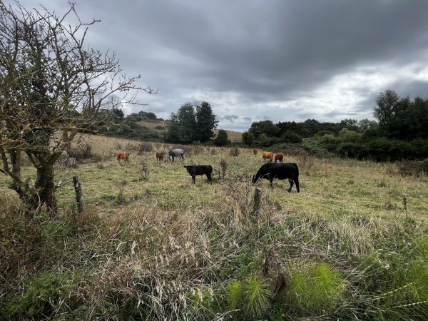 Arreton Down Wildlife Reserve