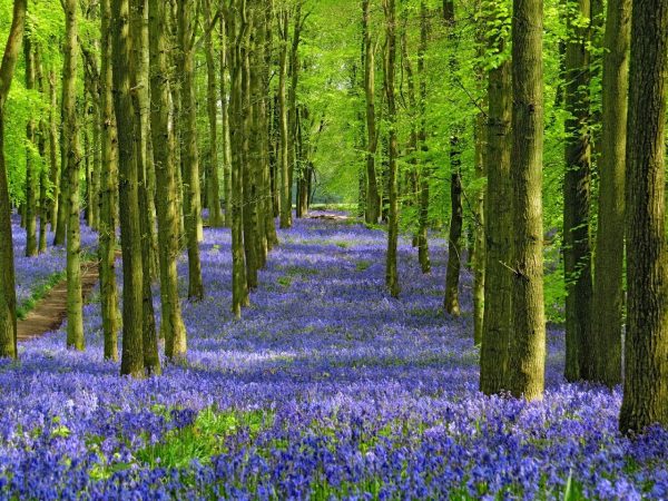 Ashridge Estate