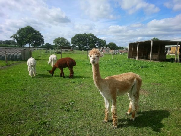 Attwell Farm Park Redditch