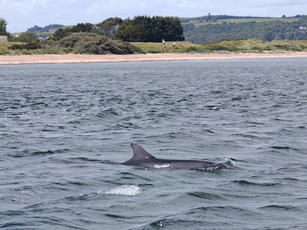 Avoch Dolphin Trips