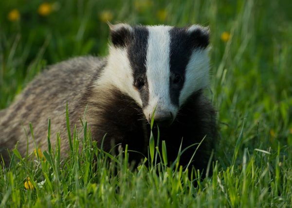 Badger Watch Dorset