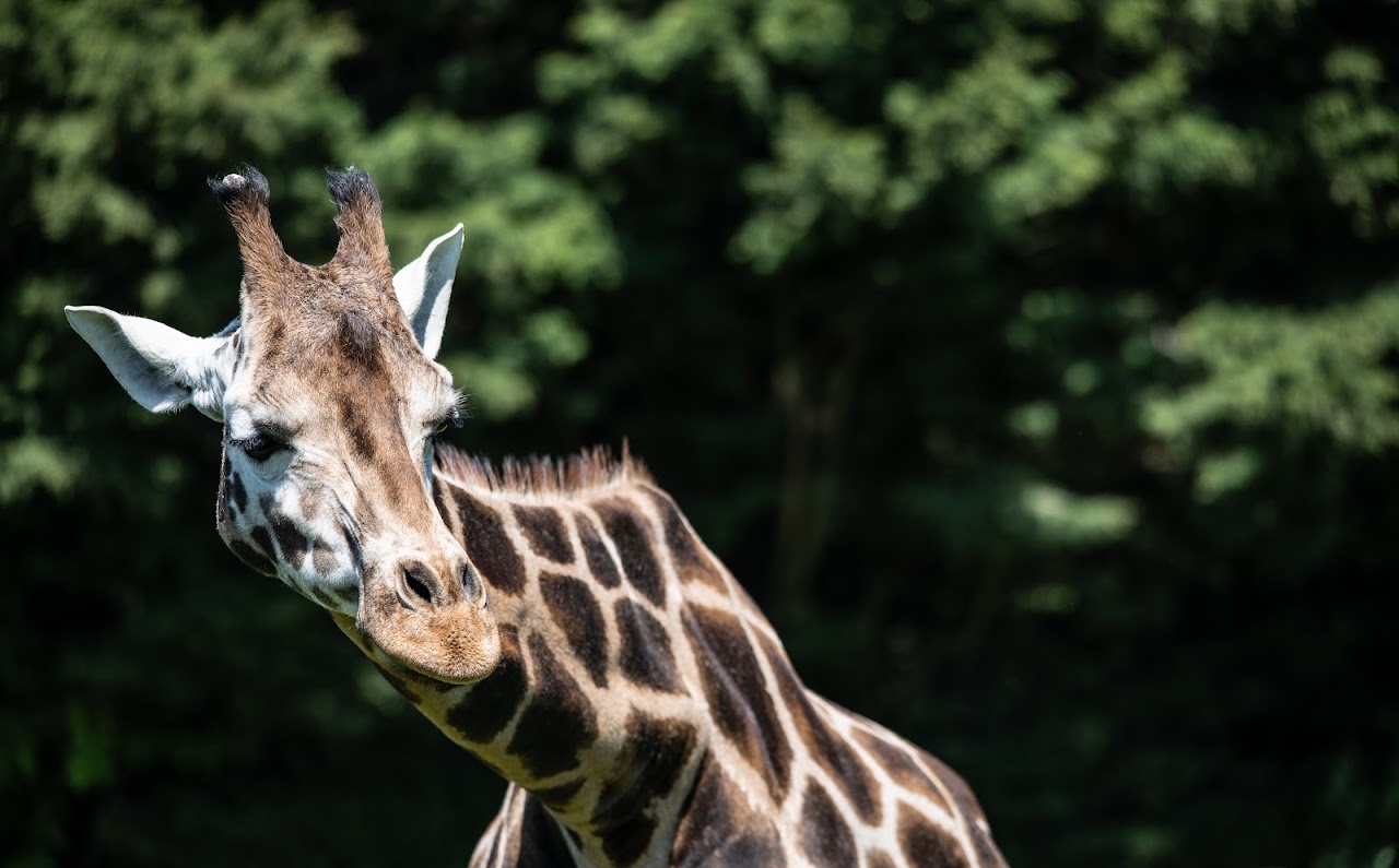 Banham Zoo