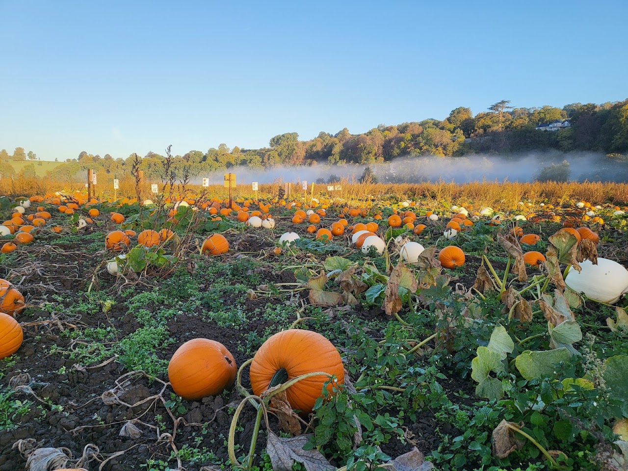 Bath Pumpkin Patch