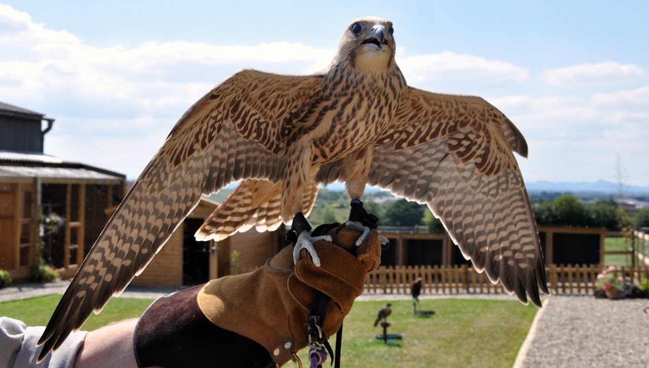 Battlefield Falconry Centre