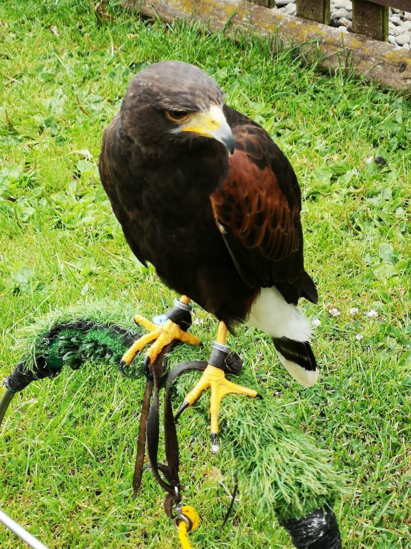 Battlefield Falconry Centre