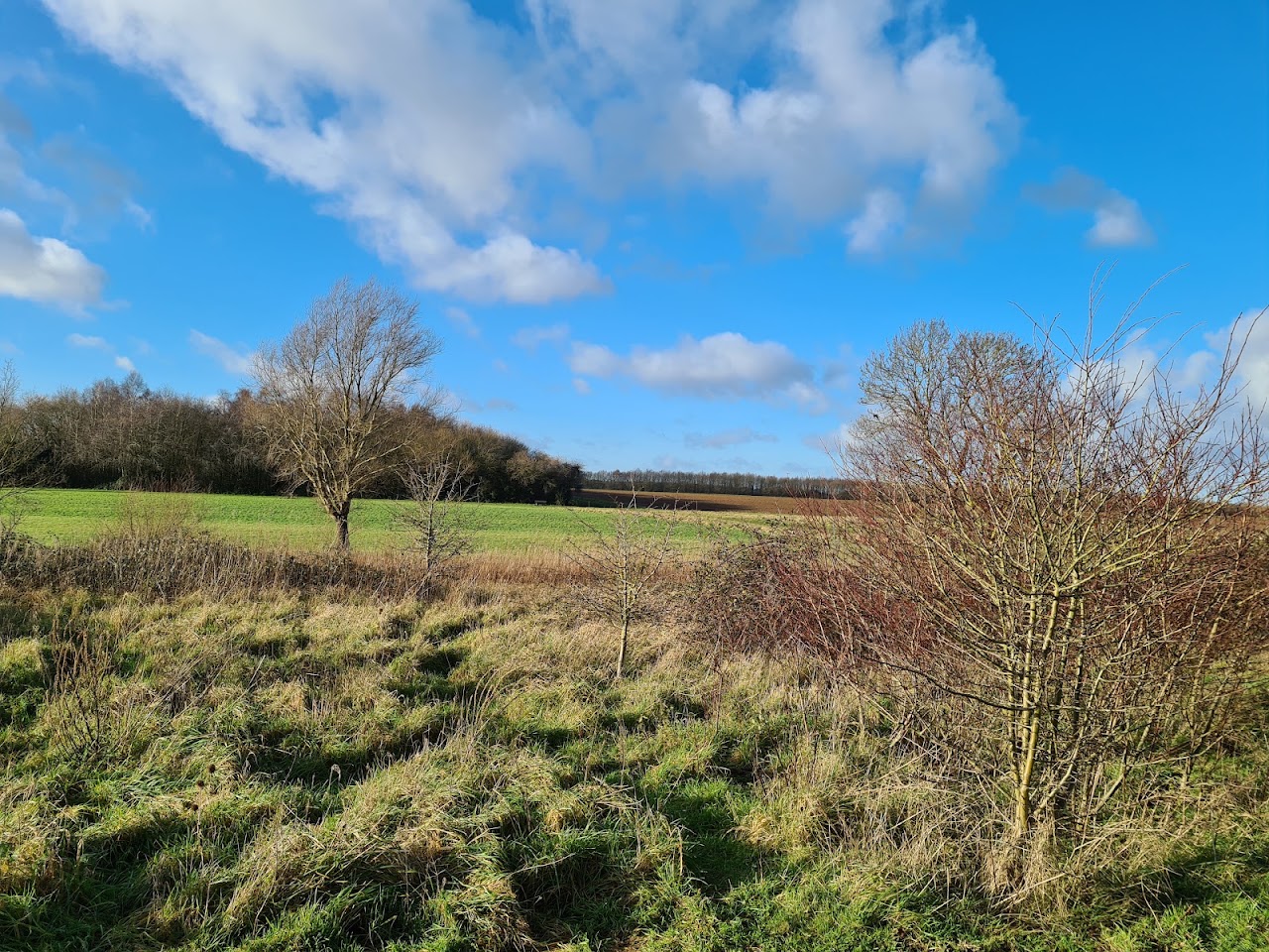 Baulk Wood