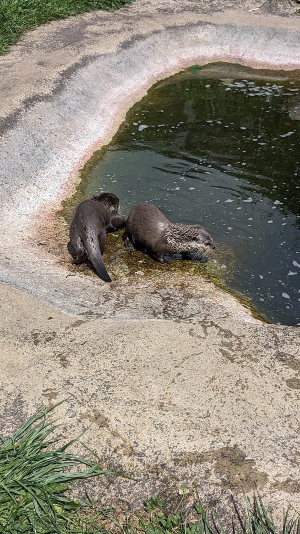 BCA Zoo