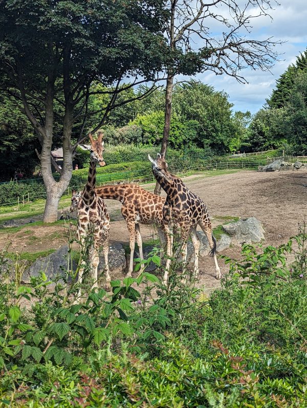 Belfast Zoo