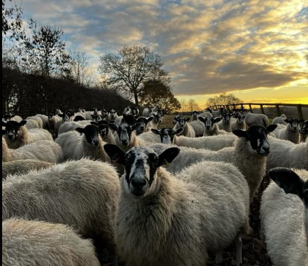 Belmont Farm