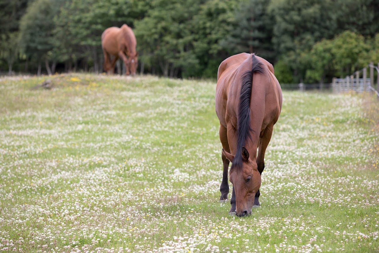 Belwade Farm World Horse Welfare