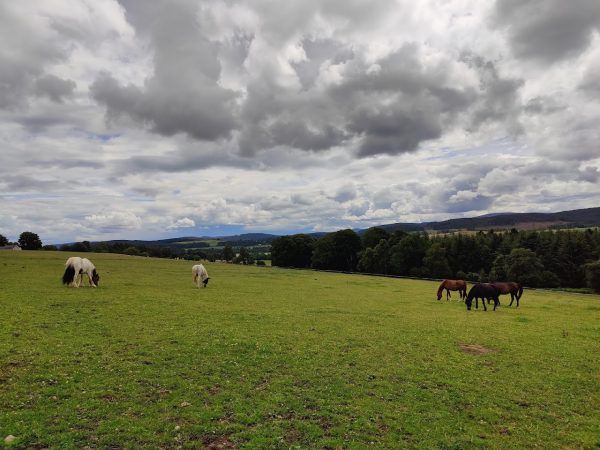Belwade Farm World Horse Welfare