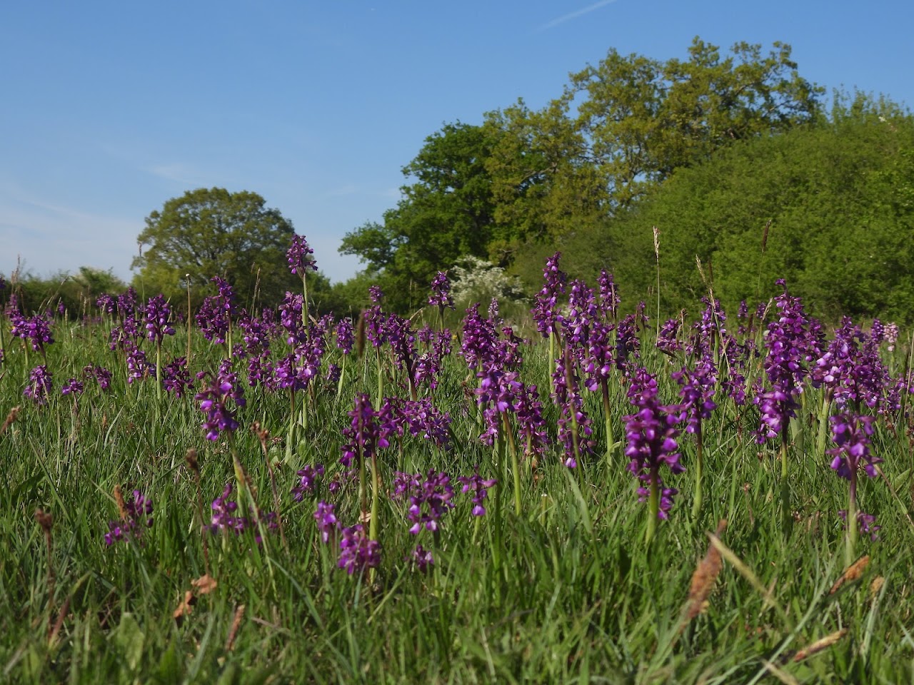 Bernwood Butterfly Trail