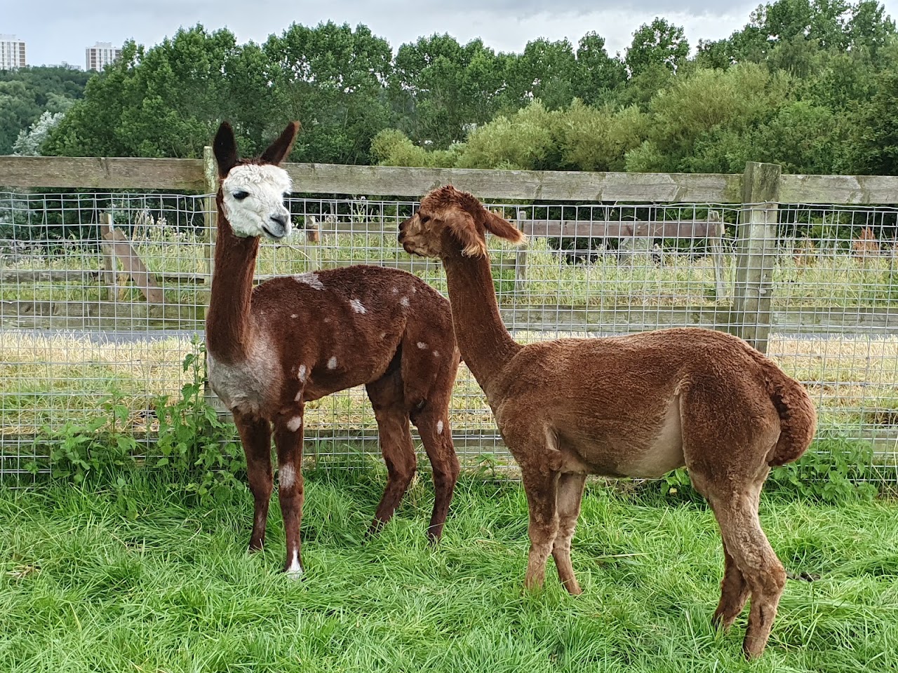Bill Quay Community Farm