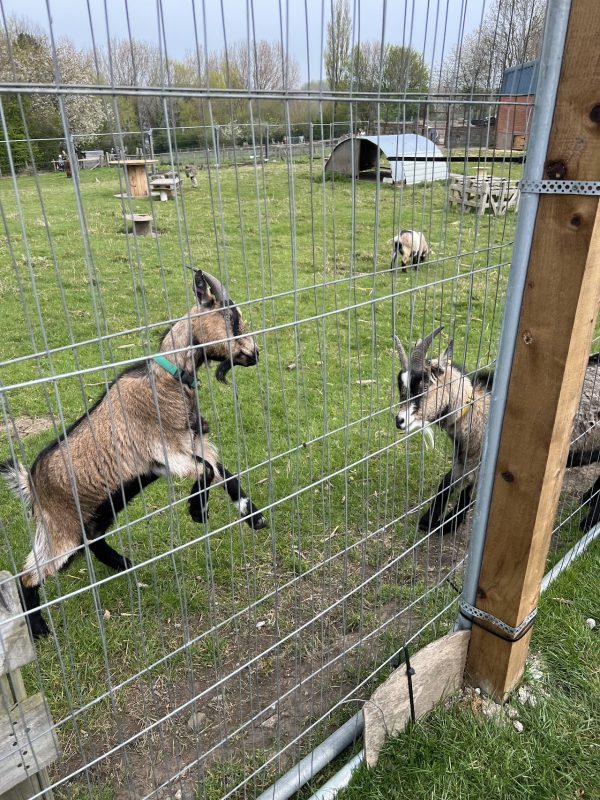 Bill Quay Community Farm