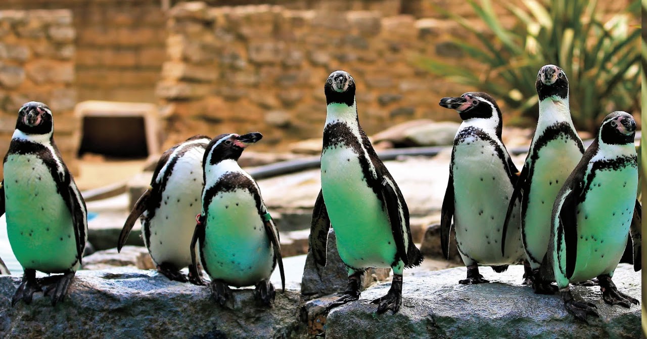 Birdworld