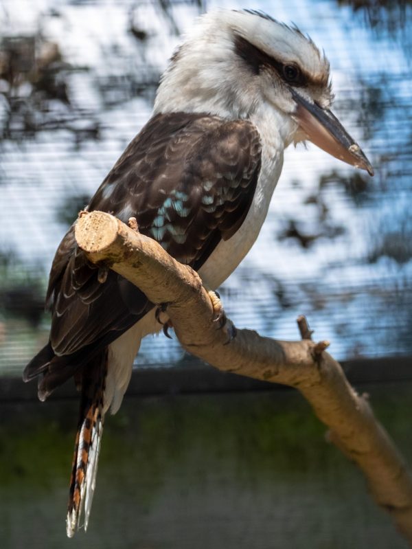 Birdworld