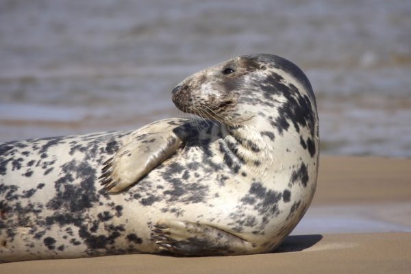 Bishops Boats Seal Trips