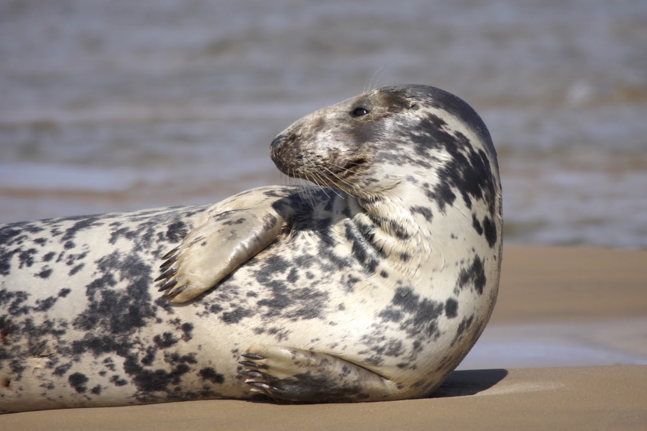 Bishops Boats Seal Trips