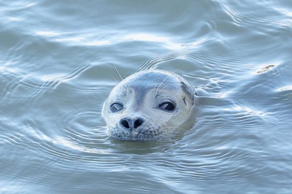 Bishops Boats Seal Trips