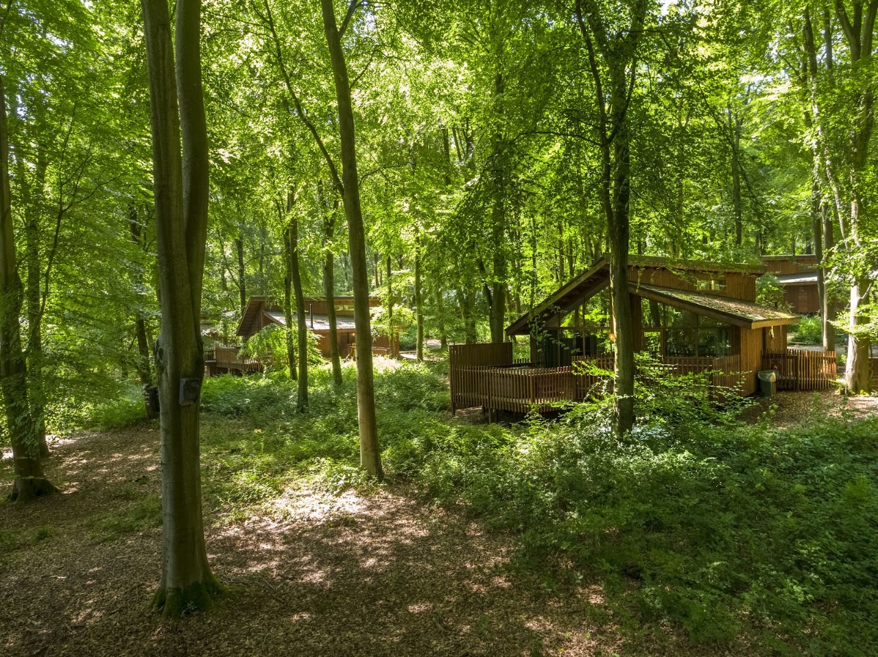 Blackwood Forest