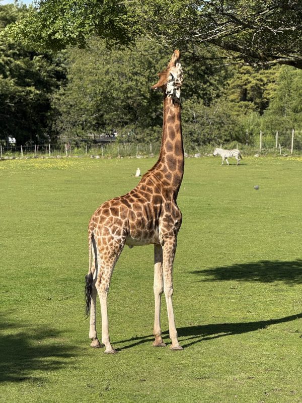 Blair Drummond Safari and Adventure Park