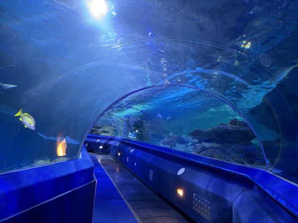 Blue Planet Aquarium