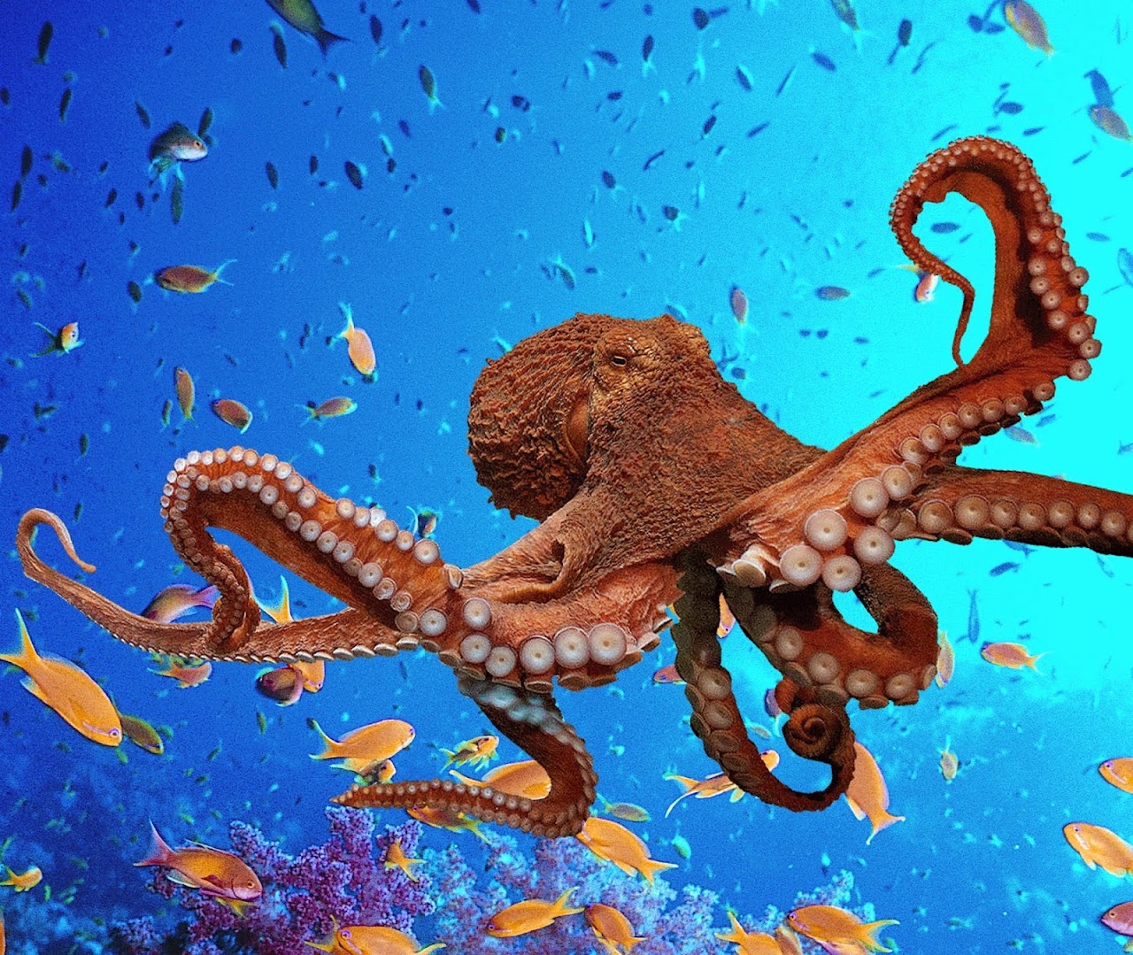 Blue Reef Aquarium Newquay