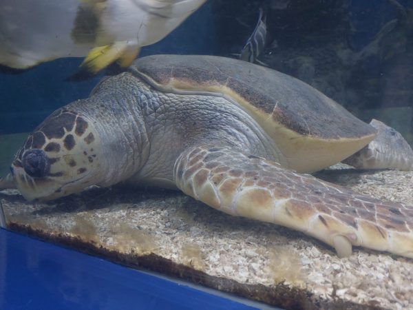 Blue Reef Aquarium Newquay