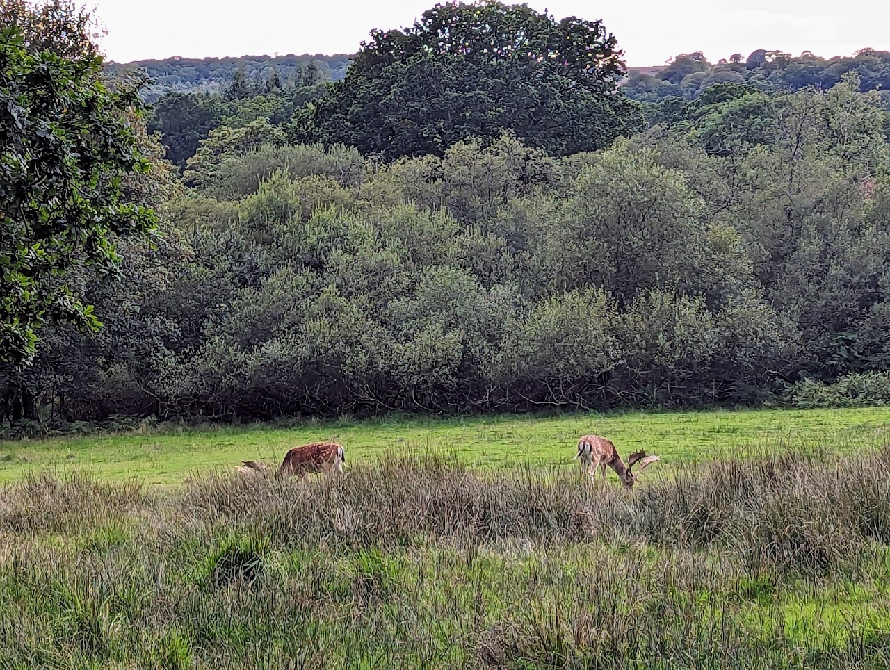Bolderwood Deer Sanctuary