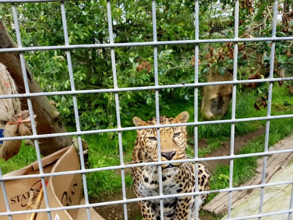 Borth Animalarium