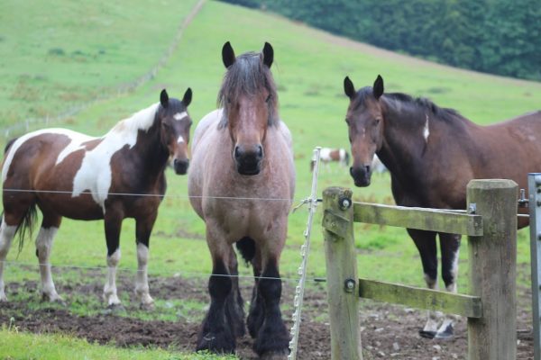 Bowhill Stables