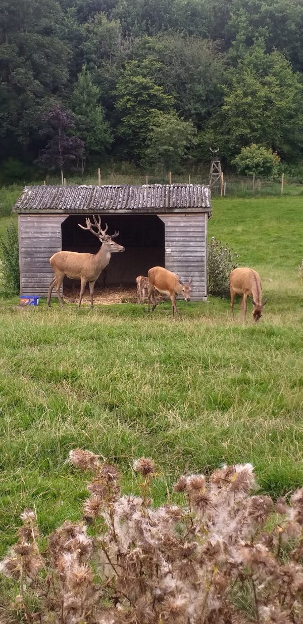 Bowland Wild Boar Park