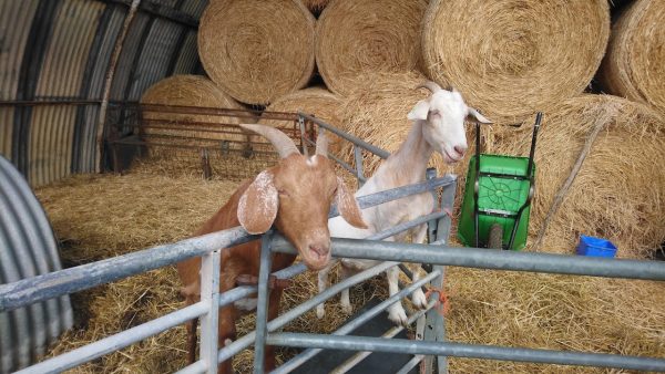 Boydells Dairy Farm