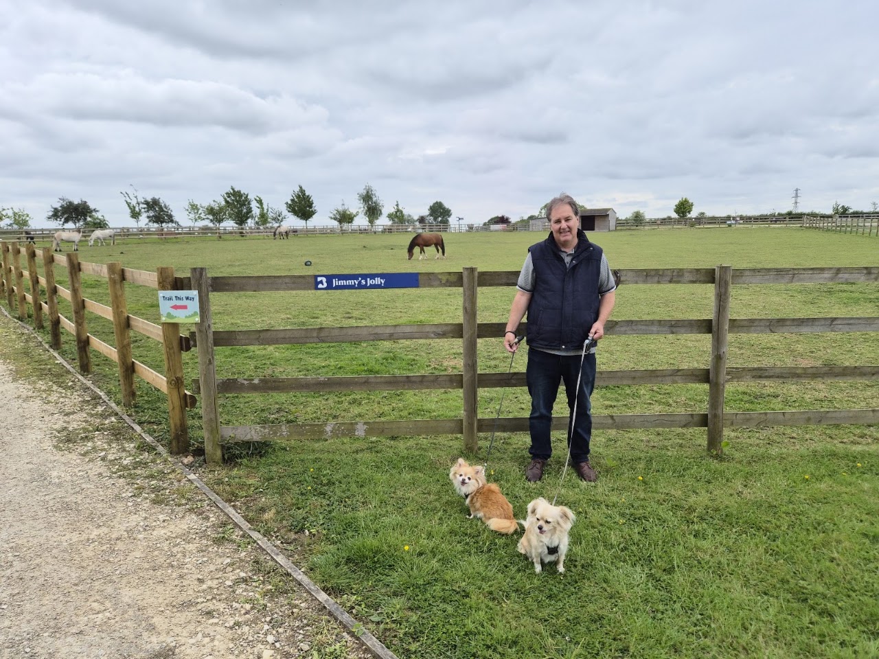 Bransby Horses