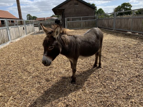 Bransby Horses